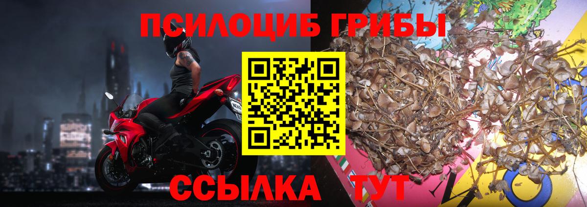 Псилоцибиновые грибы Psilocybe  Галлюциногенные грибы Psilocybe  Владимир  Вход с VPN 